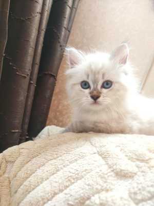 ������� ����������� ������