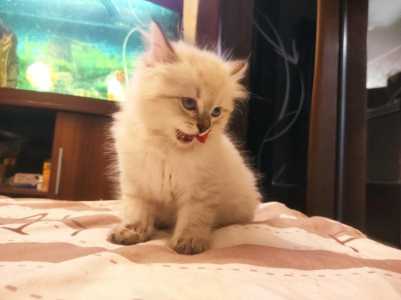 ������� ����������� ������