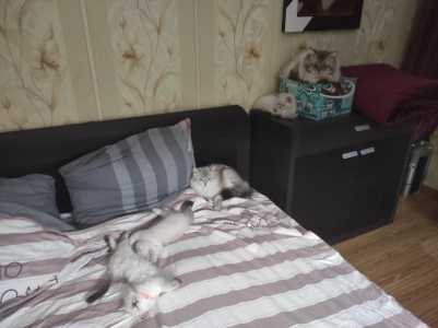 ������� ����������� ������