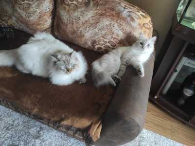 ������� ����������� ������