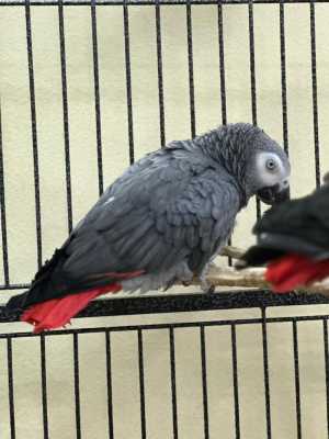 ���� ����