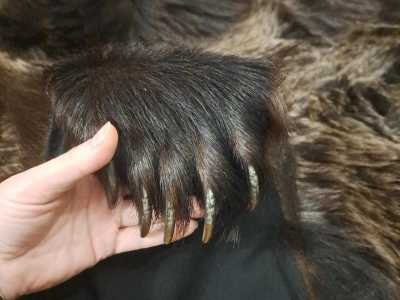 ����� �������