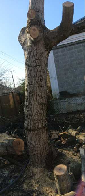 Древесина ореха