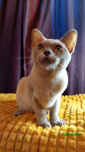 ���������� ������