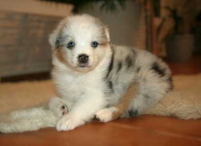 ������������� ������� �����