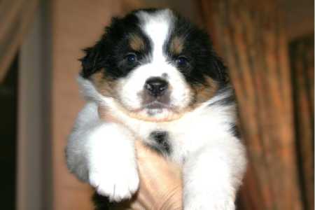 ������������� ������� �����