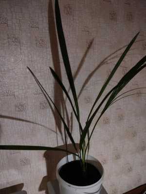 Финиковая пальма