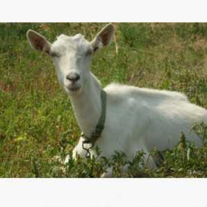 Продам яловую козу