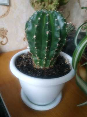 Эхинокактус
